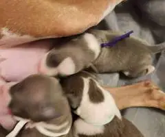 Baby Italian greyhounds for sale