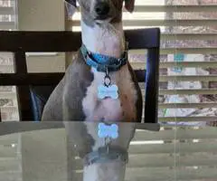 Baby Italian greyhounds for sale