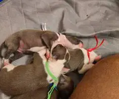 Baby Italian greyhounds for sale
