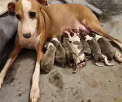 Baby Italian greyhounds for sale