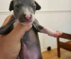 Baby Italian greyhounds for sale