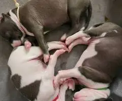 Baby Italian greyhounds for sale