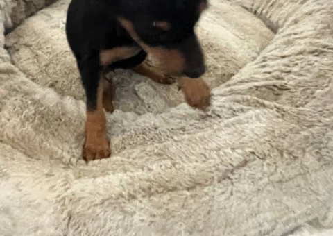 Young miniature pinscher puppy needs a home