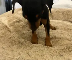 Young miniature pinscher puppy needs a home