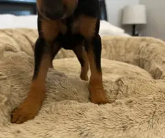 Young miniature pinscher puppy needs a home