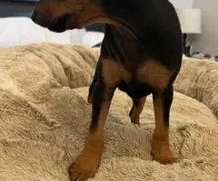 Young miniature pinscher puppy needs a home