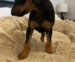 Young miniature pinscher puppy needs a home