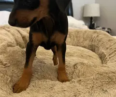 Young miniature pinscher puppy needs a home