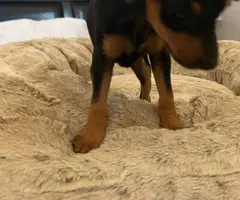 Young miniature pinscher puppy needs a home
