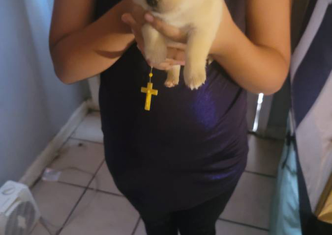 Shihtzu Chihuahua puppies for sale
