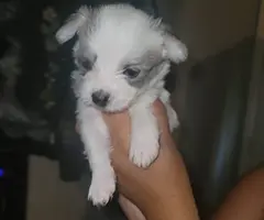 Shihtzu Chihuahua puppies for sale