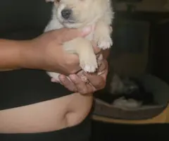 Shihtzu Chihuahua puppies for sale