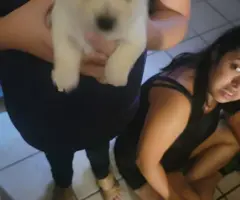 Shihtzu Chihuahua puppies for sale