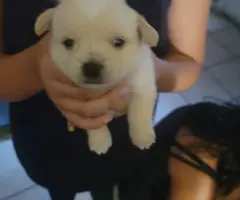 Shihtzu Chihuahua puppies for sale