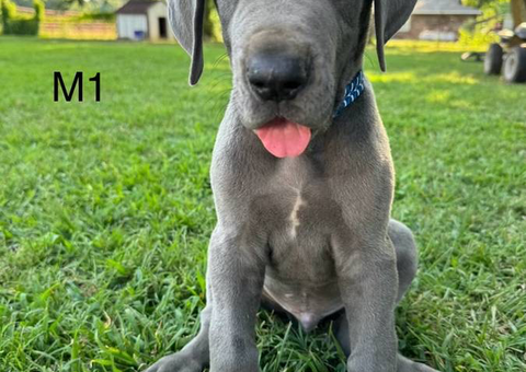 American Euro Great Dane puppies