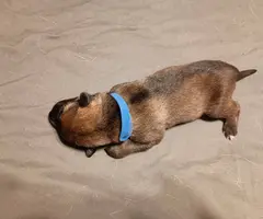 5 German Shepherd puppies still available