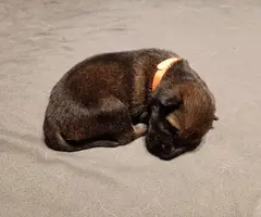 5 German Shepherd puppies still available