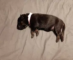 5 German Shepherd puppies still available