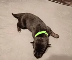 5 German Shepherd puppies still available