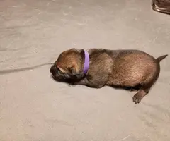 5 German Shepherd puppies still available