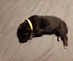5 German Shepherd puppies still available