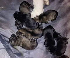 5 German Shepherd puppies still available
