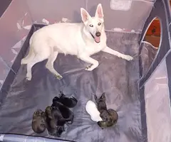 5 German Shepherd puppies still available