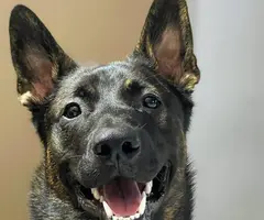 5 German Shepherd puppies still available