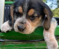 Tricolor and black and tan beagle puppies