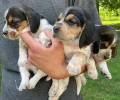 Tricolor and black and tan beagle puppies
