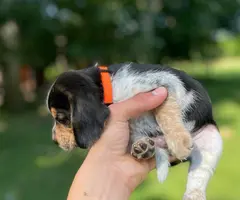 Tricolor and black and tan beagle puppies