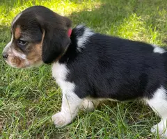 Tricolor and black and tan beagle puppies
