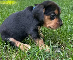 Tricolor and black and tan beagle puppies
