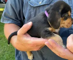 Tricolor and black and tan beagle puppies