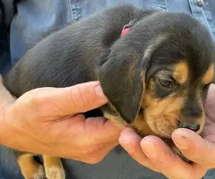Tricolor and black and tan beagle puppies