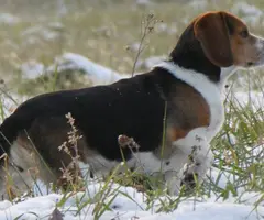 Tricolor and black and tan beagle puppies