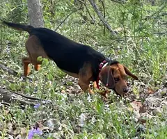 Tricolor and black and tan beagle puppies