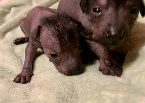 2024 Xolo puppies for sale