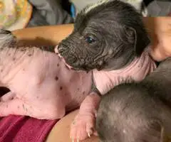 2024 Xolo puppies for sale