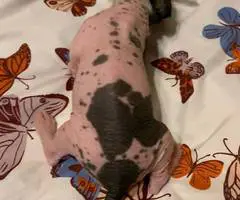 2024 Xolo puppies for sale