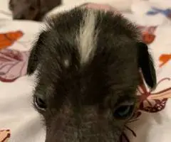 2024 Xolo puppies for sale