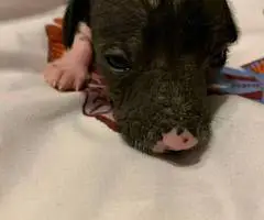 2024 Xolo puppies for sale
