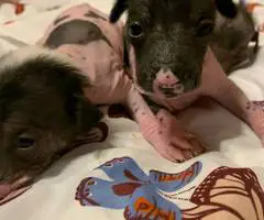 2024 Xolo puppies for sale