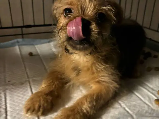 Half yorkie half shitzu puppy