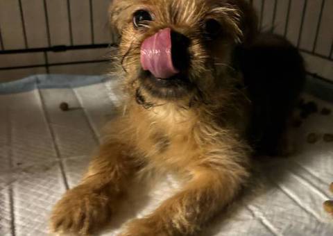 Half yorkie half shitzu puppy