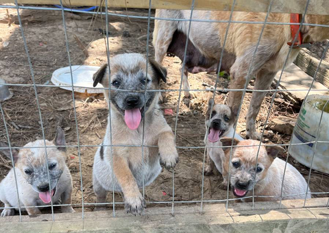 Full-blooded red heeler puppies for sale