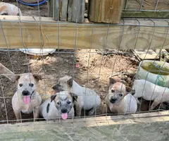 Full-blooded red heeler puppies for sale in Caneyville - Puppies for ...