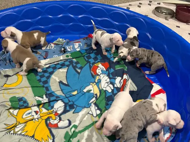 Sweet Pitbull puppies need homes