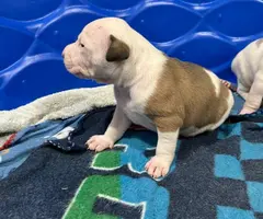 Sweet Pitbull puppies need homes