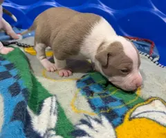 Sweet Pitbull puppies need homes